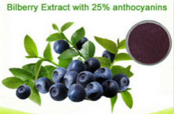 Bilberry P.E /  Blueberry P.E